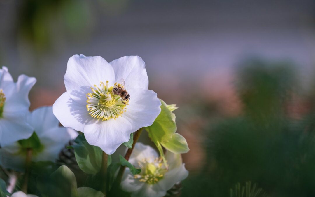 Christrose
