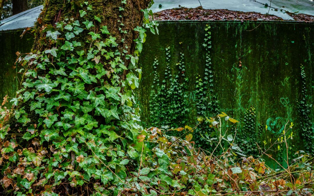 Efeu, Hedera
