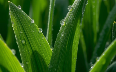 Bärlauch (Allium ursinum)