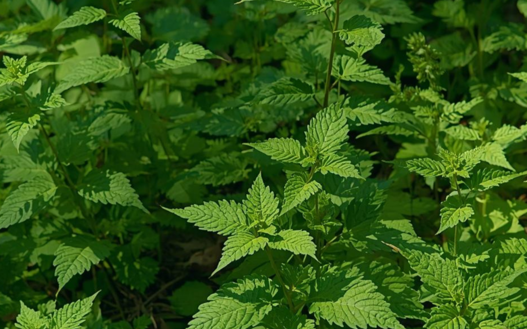 Die Brennnessel (Urtica)