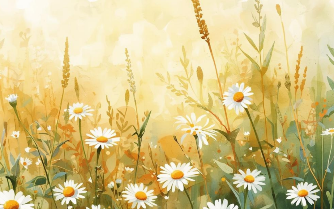 Gänseblümchen (Bellis perennis)