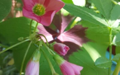 Glücksklee (Oxalis tetraphylla, oft auch Oxalis deppei)
