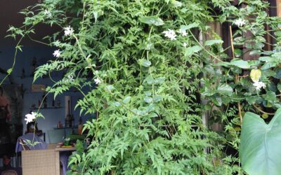 Zimmer-Jasmin