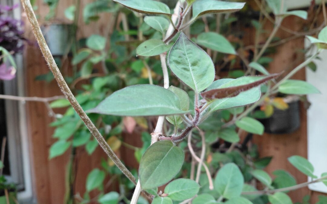 Käsepflanze (Paederia lanuginosa, auch „La Mo Long“)