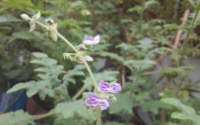 Weihrauch-Duftgeranie, Pelargonium species