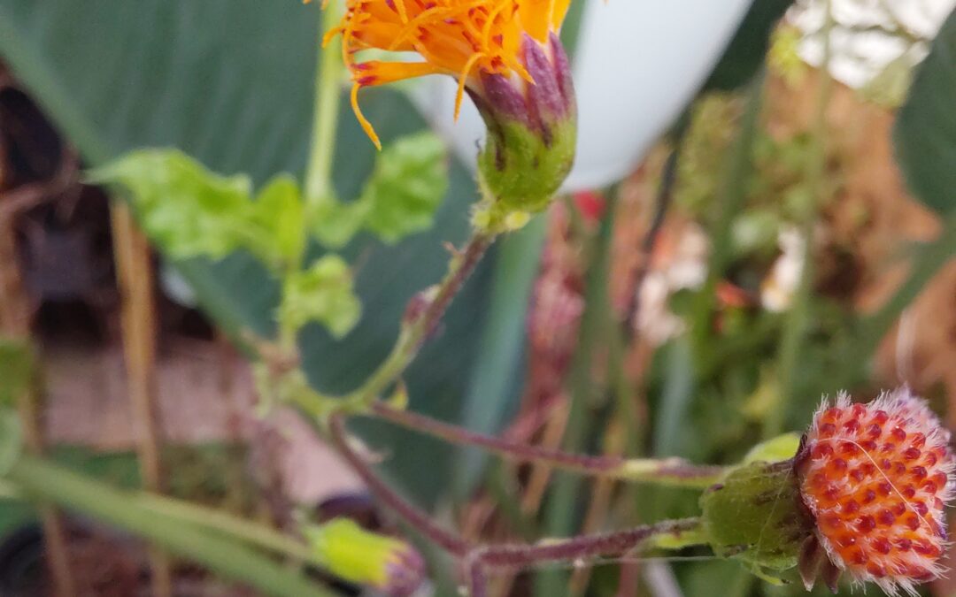 Sambung Nyawa (Gynura procumbens)