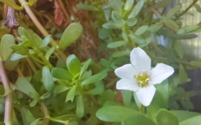 Brahmi-Pflanze (Bacopa monnieri),Kleines Fettblatt, Gedächtnispflanze