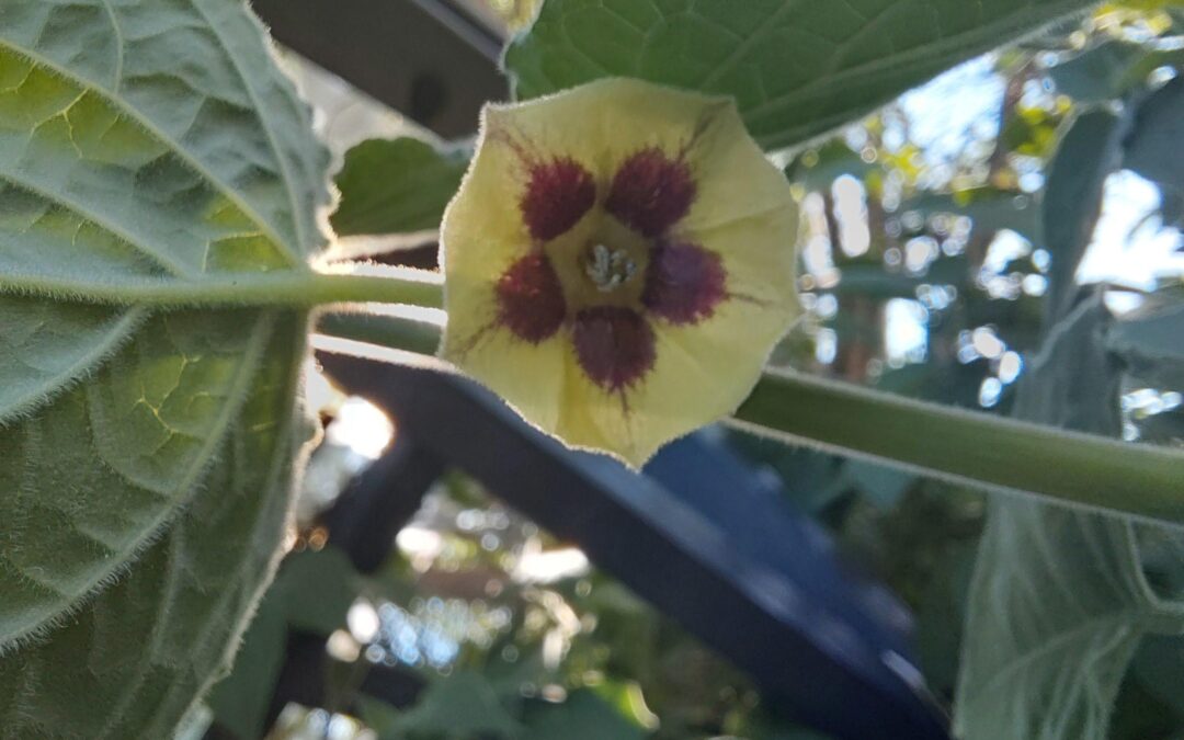 Physalis peruviana