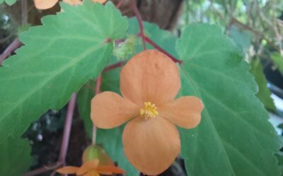 Papaya-Begonie (Begonia sutherlandii ‚Papaya‘)