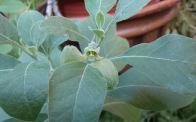 Ashwagandha-Pflanze (Withania somnifera), Schlafbeere,Winterkirsche, indischer Ginseng