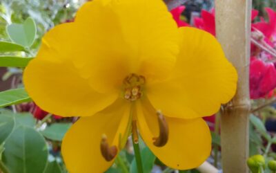 Gewürzrinde, Cassia corymbosa, Senna corymbosa / Cassia