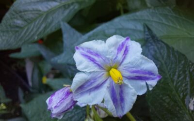 Pepino (Solanum muricatum), auch bekannt als Melonenbirne