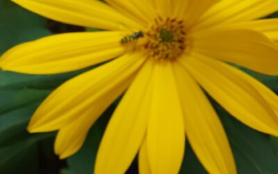 Topinambur – Helianthus tuberosus, „Diabetis Kartoffel“
